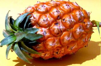 Как правильно выбрать ананас